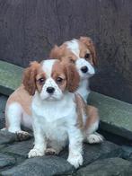 Cavalier King Charles Spaniël pups, Dieren en Toebehoren, Parvo, België, Fokker | Hobbymatig, 8 tot 15 weken