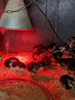 Kuikentjes, Dieren en Toebehoren