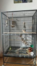Bijna kweekrijp koppel Forpussen met kooi, Dieren en Toebehoren, Meerdere dieren, Dwergpapegaai of Agapornis
