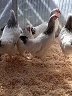 jeunes belles poules Sussex blanches/noires à partir de 9 eu, Animaux & Accessoires, Femelle, Poule ou poulet