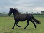 Friese merrie, Dieren en Toebehoren, Paarden, Merrie, Minder dan 160 cm, Onbeleerd, Recreatiepaard