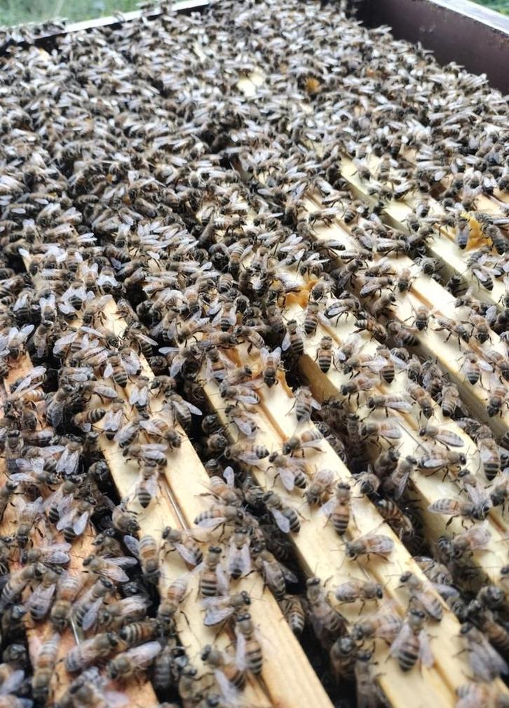 Bijenvolken Buckfast op Dadant, Dieren en Toebehoren, Overige Dieren, Mei