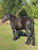 Belgisch trekpaardmerrie, Dieren en Toebehoren, Paarden, Merrie, Niet van toepassing, Gechipt, 3 tot 6 jaar