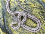 Korenslang 1 jaar oud (soort: Pewter) laatste dier van 2023., Serpent, 0 à 2 ans