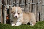 Prachtige Welsh corgi Pembroke pups, Dieren en Toebehoren, België, Overige rassen, CDV (hondenziekte), 8 tot 15 weken