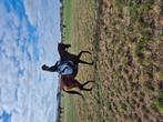 Lieve dressuurruin, Dieren en Toebehoren, Gechipt, Ruin, Dressuurpaard, L