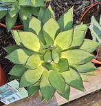 Agave aristocrat, Tuin en Terras, Planten | Tuinplanten, Ophalen of Verzenden