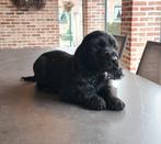 chiots cockers anglais, Animaux & Accessoires, Chiens | Retrievers, Épagneuls & Chiens d'eau, Chien (mâle), Belgique, Plusieurs