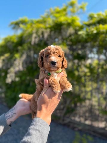 Prachtige medium labradoodle pups  beschikbaar voor biedingen
