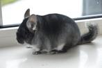 chinchilla black velvet vrouwtje, Dieren en Toebehoren, Knaagdieren, Vrouwelijk, Chinchilla