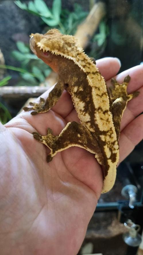 Wimpergekko man red harlequin RTB, Dieren en Toebehoren, Reptielen en Amfibieën