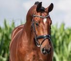 Te koop! Talentvolle 6 Jarige Ruin, Gechipt, Ruin, Dressuurpaard, 3 tot 6 jaar