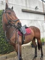Paard 9 jaar oud, Dieren en Toebehoren, Gechipt, Ruin, Niet van toepassing, 7 tot 10 jaar