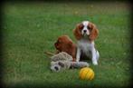 Cavalier King Charles Spaniel pups, België, Reu, CDV (hondenziekte), 8 tot 15 weken