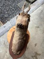 Tête de chevreuil sur bois, Enlèvement