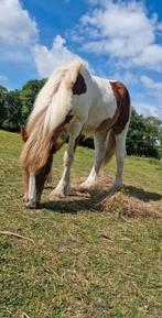 Tinker merrie veulen, Dieren en Toebehoren, Merrie