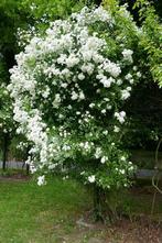 "Rambler" Klimroos - Guirlande Damour & Andere tuinplanten, Volle zon, Vaste plant, Ophalen of Verzenden, Klimplanten
