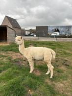 Alpaca, Animaux & Accessoires, Mâle, 3 à 5 ans