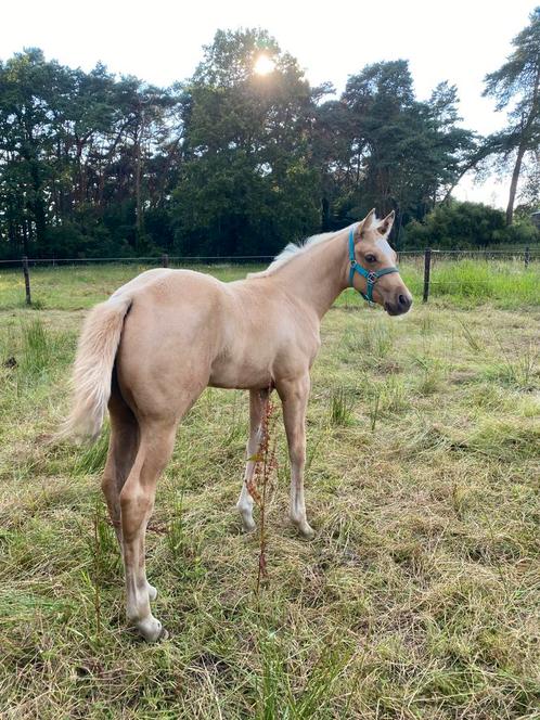 Quarter merrie, Dieren en Toebehoren, Paarden