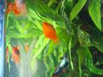 Baby guppy's + 2 grote vrouwtjes