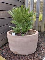 Chamaerops Vulcano compacte Palmboom, Tuin en Terras, Planten | Tuinplanten, Ophalen