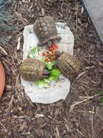 Gezocht landschildpadden griekse of sulcata sporenschildpad, Dieren en Toebehoren, Schildpad