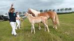 2 Haflingerveulens, Dieren en Toebehoren, Gechipt, Niet van toepassing, 0 tot 2 jaar, Meerdere dieren