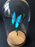 Echte exotische vlinder Lorquinianus Albertisi globe, Nieuw, Opgezet dier, Ophalen of Verzenden, Insect