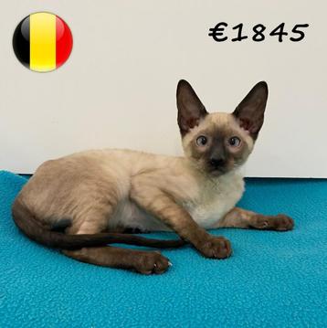 Cornish Rex - kittens te koop beschikbaar voor biedingen