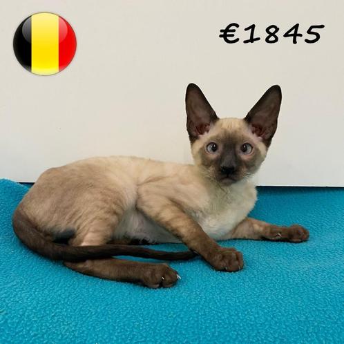 Cornish Rex - kittens te koop, Dieren en Toebehoren, Katten en Kittens | Raskatten | Korthaar, Meerdere dieren, 0 tot 2 jaar, Gechipt