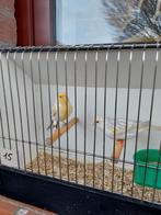 Kanaries, Dieren en Toebehoren, Vogels | Kanaries