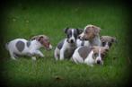 Jack Russell pups blauw lilac, Dieren en Toebehoren, Honden | Jack Russells en Terriërs, België, Jack Russell Terriër, CDV (hondenziekte)