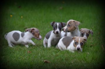 Jack Russell pups blauw lilac beschikbaar voor biedingen