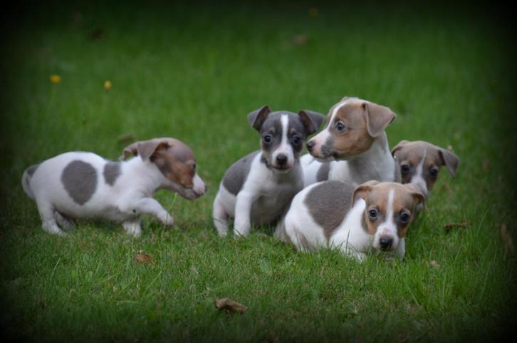 Jack Russell pups blauw lilac, Dieren en Toebehoren, Honden | Jack Russells en Terriërs, Meerdere dieren, Jack Russell Terriër