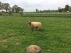 begrazing met schapen omgeving rijkevorsel, Mouton, Plusieurs animaux, 0 à 2 ans
