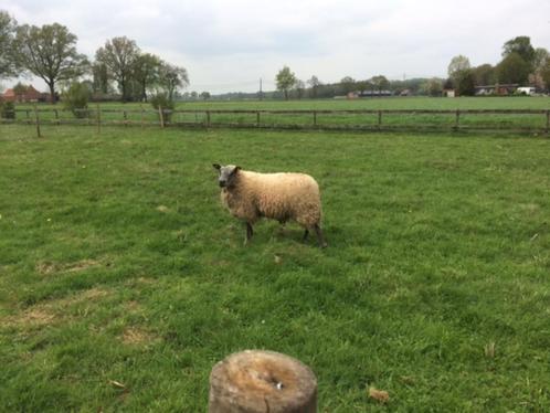 begrazing met schapen omgeving rijkevorsel, Dieren en Toebehoren, Schapen, Geiten en Varkens, Schaap, Meerdere dieren, 0 tot 2 jaar