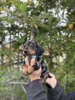 Prachtige kortharige dwergteckels, Dieren en Toebehoren, Honden | Teckels en Dashonden, België, CDV (hondenziekte), 8 tot 15 weken