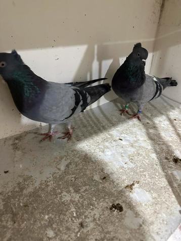 Duiven hoogevliegers beschikbaar voor biedingen