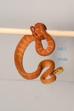 1.1 Corallus hortulanus cb24, Dieren en Toebehoren, Reptielen en Amfibieën, Slang, Tam, 0 tot 2 jaar