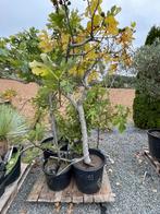 Lot van 6 vijgenbomen (LOT 53), Ophalen, Lente, Volle zon, In pot
