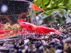 Red Sakura Medium Grade Garnalen - Locatie Heerlen NL, Dieren en Toebehoren, Kreeft, Krab of Garnaal, Zoetwatervis, Schoolvis