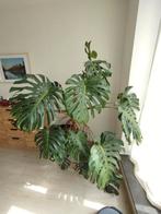 Monstera kamerplant, Huis en Inrichting, Kamerplanten, Ophalen, Halfschaduw, In pot, 150 tot 200 cm