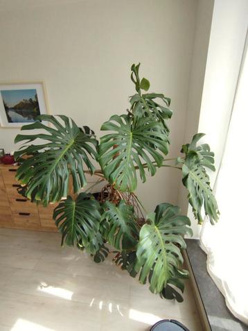 Monstera kamerplant beschikbaar voor biedingen
