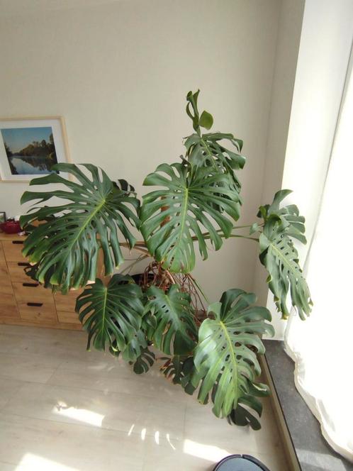 Monstera kamerplant, Huis en Inrichting, Kamerplanten, 150 tot 200 cm, Groene kamerplant, Halfschaduw, In pot, Ophalen