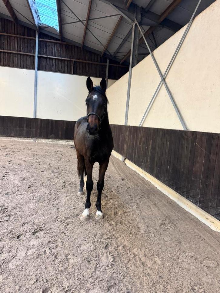 Knappe hengst van 1,5 jaar, Dieren en Toebehoren, Paarden, Hengst, Onbeleerd, 165 tot 170 cm, 0 tot 2 jaar, Springpaard, Met stamboom