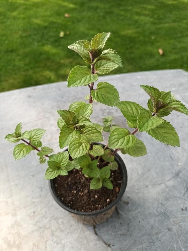 Mentha Spicata, Tuin en Terras, Planten | Tuinplanten, Halfschaduw, Ophalen