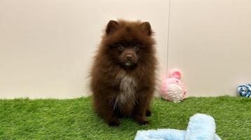 Dwergkeeshond pups beschikbaar voor biedingen