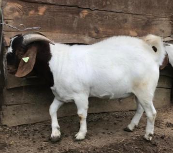 Chèvre fermière Boerbok