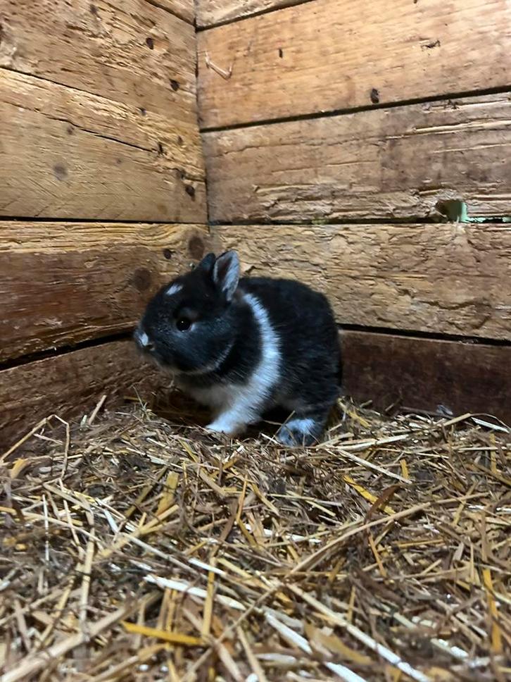 Dwergkonijn, Dieren en Toebehoren, Konijnen, Dwerg, Mannelijk, 0 tot 2 jaar