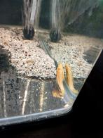 Ancistrus albinos femelle, Dieren en Toebehoren, Vissen | Aquariumvissen